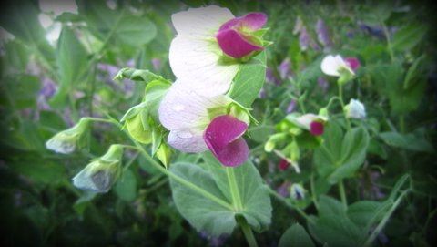Pea Flower